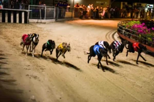 Bí Quyết Thắng Lớn Cách Chơi Game Nhanh Đua Chó Tại 98Win Kịch Tính
